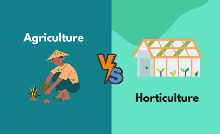 Infographic comparing agriculture and horticulture differences